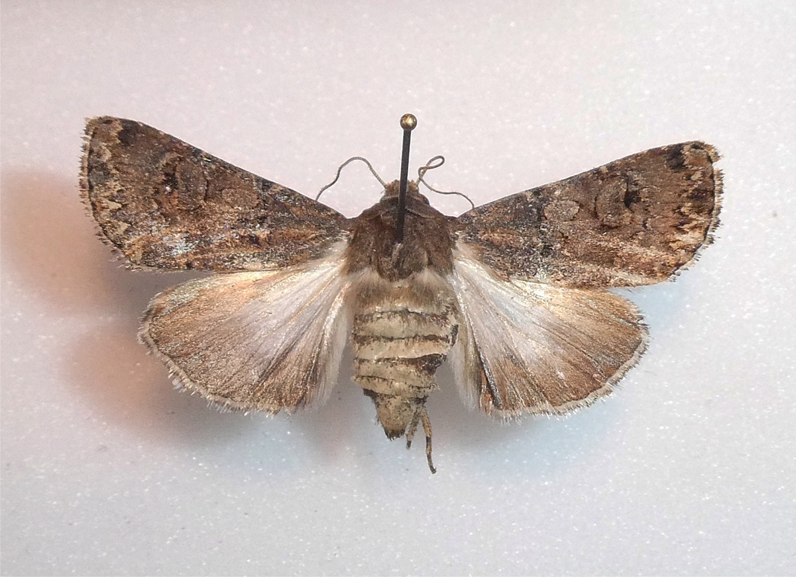 Agrotis bigramma