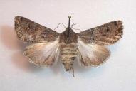 Agrotis bigramma