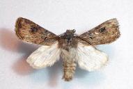 Agrotis bigramma