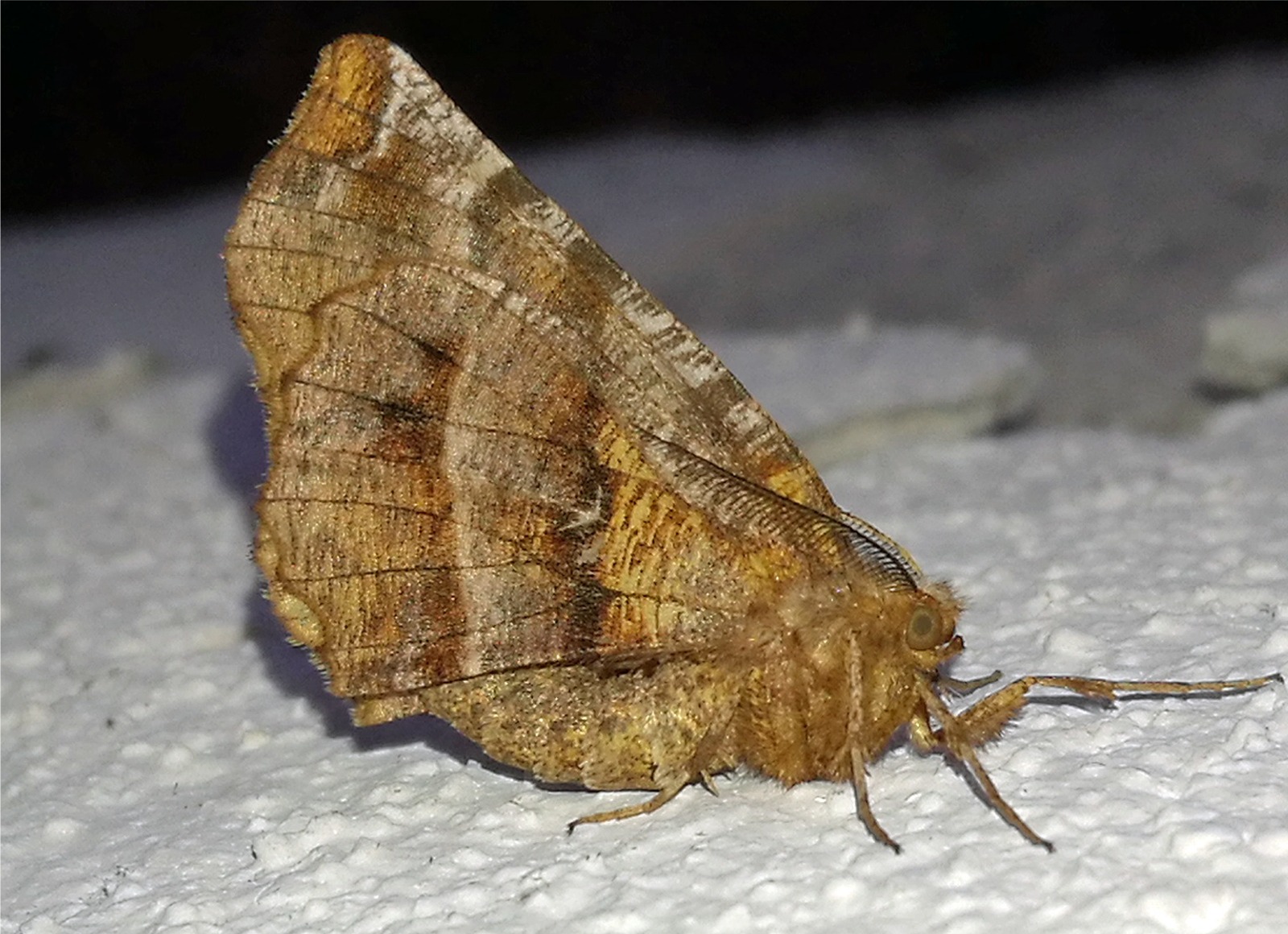 Selenia dentaria(♂)