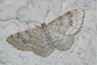 Hydrelia sylvata