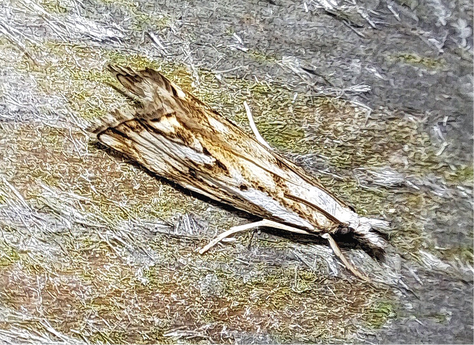 Catoptria falsella