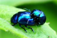 Chrysolina coerulans(Kopula)