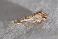 Catoptria falsella