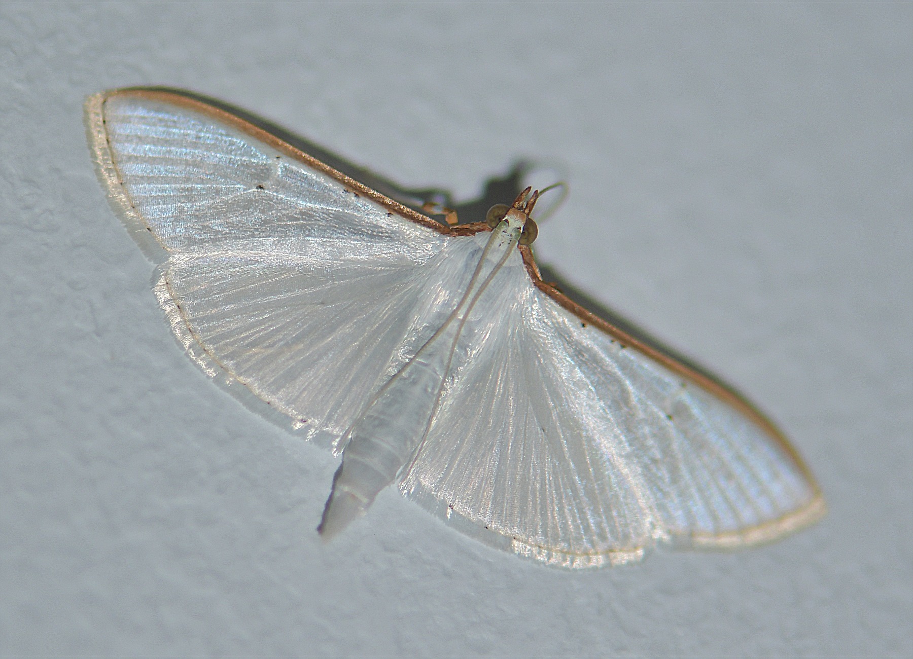 Palpita vitrealis