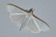 Palpita vitrealis