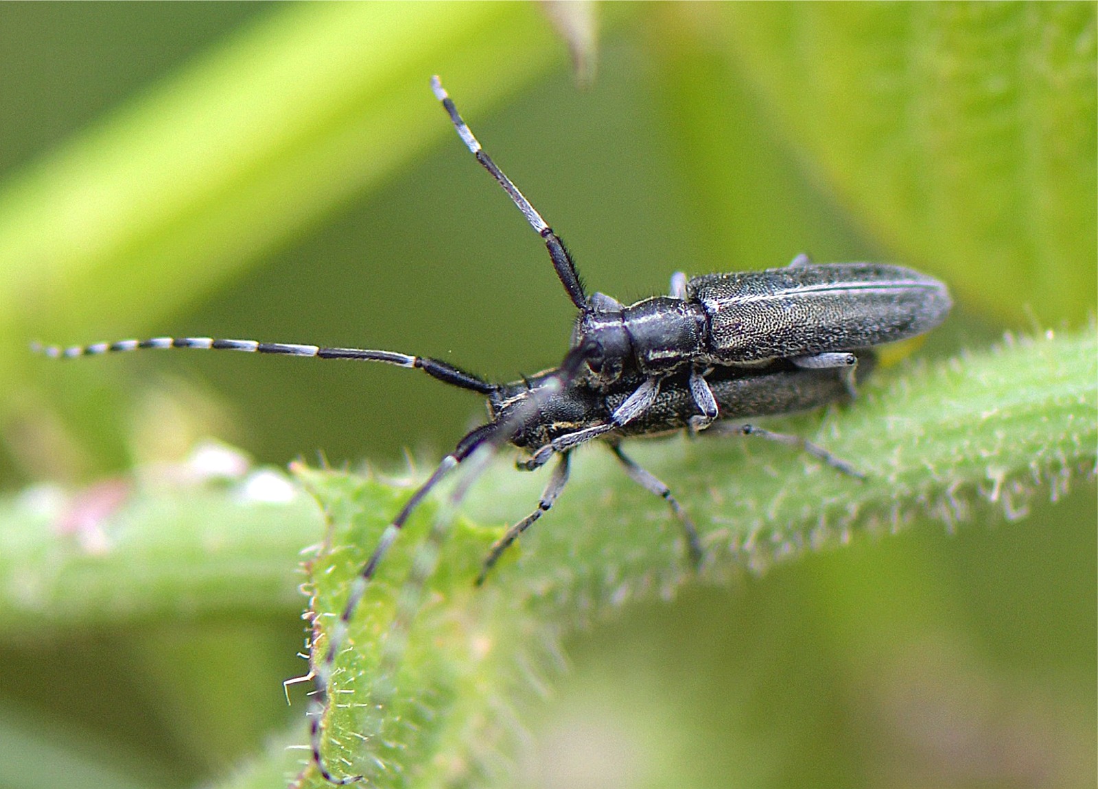 Agapanthia cardui