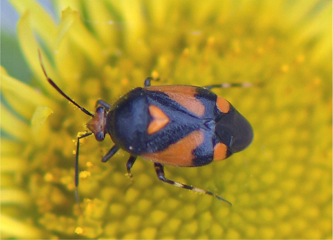 Deraeocoris schach