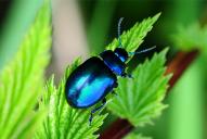 Chrysolina coerulans