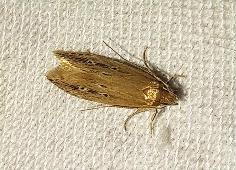 Limnaecia phragmitella