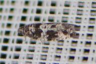 Gypsonoma oppressana