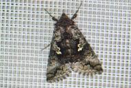 Syngrapha interrogationis