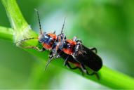 Cantharis fusca