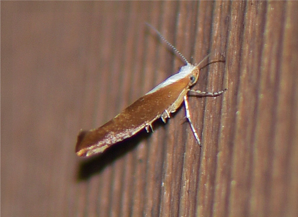 Argyresthia albistria