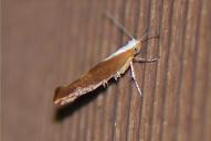 Argyresthia albistria