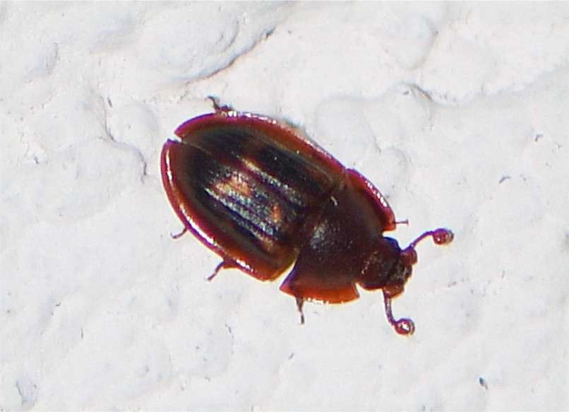 Amphotis marginata