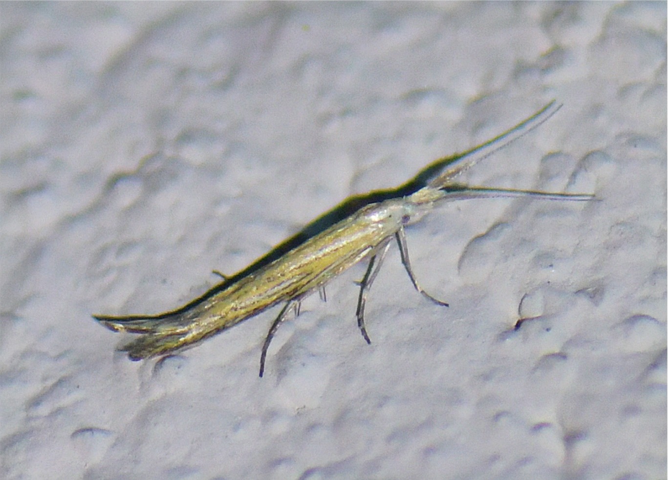 Coleophora lixella