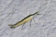 Coleophora lixella