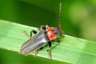 Cantharis fusca