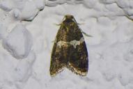 Olindia schumacherana