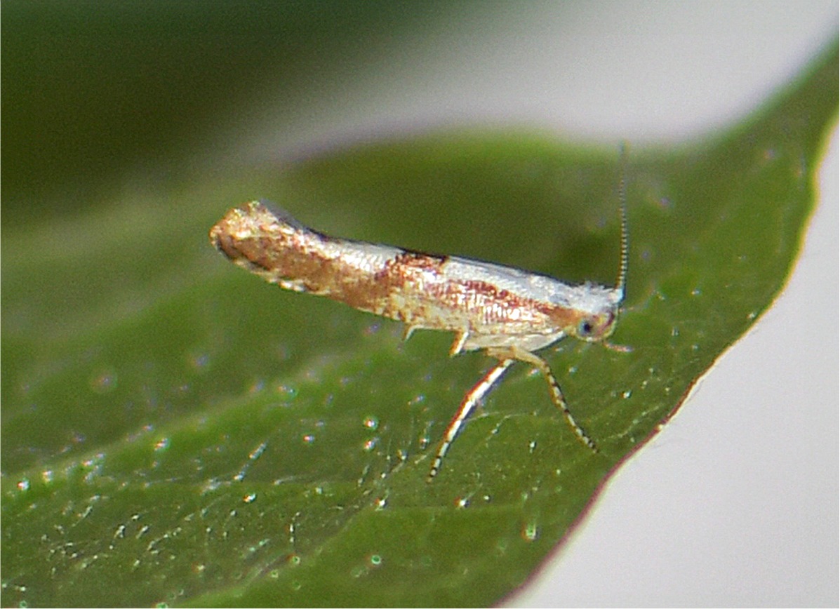 Argyresthia pruniella