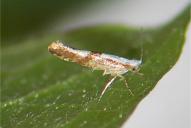 Argyresthia pruniella