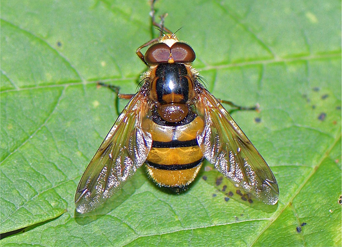 Volucella inanis