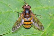 Volucella inanis