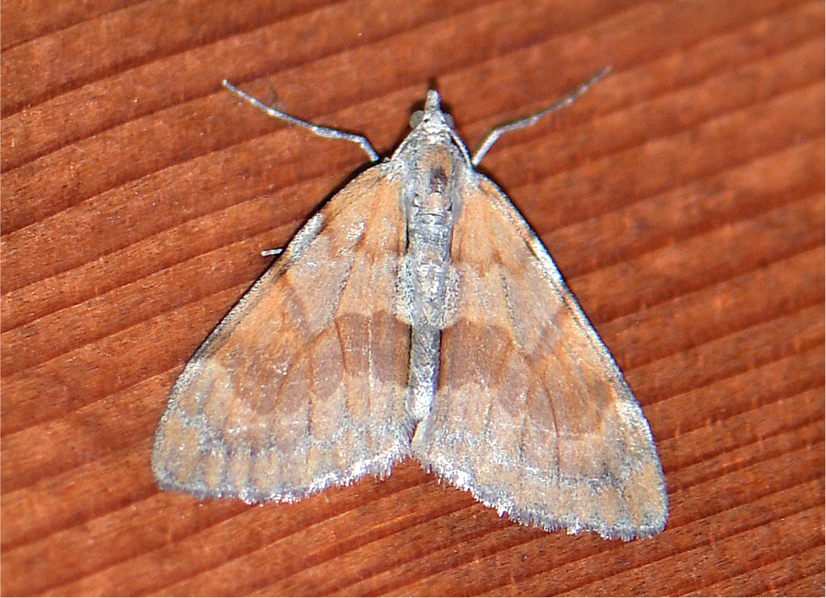 Pennithera firmata