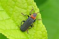 Cantharis fusca