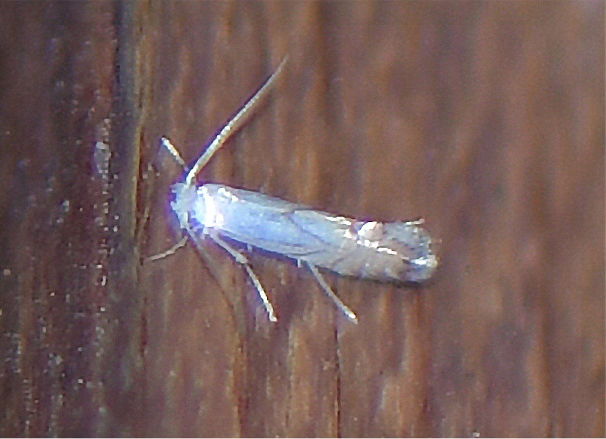 Phyllonorycter heegeriella