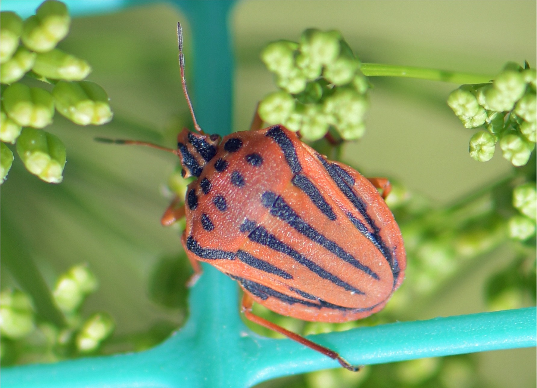 Graphosoma semipunctatum