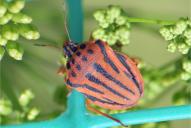 Graphosoma semipunctatum