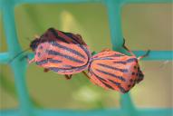 Graphosoma semipunctatum