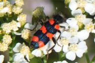 Trichodes favarius