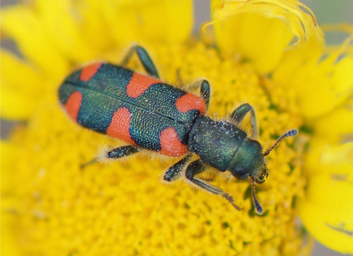 Trichodes favarius