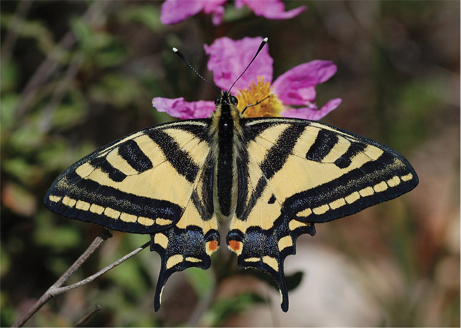 Papilio alexanor