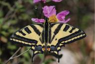 Papilio alexanor