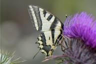Papilio alexanor