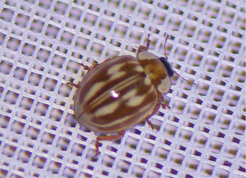 Myzia oblongoguttata