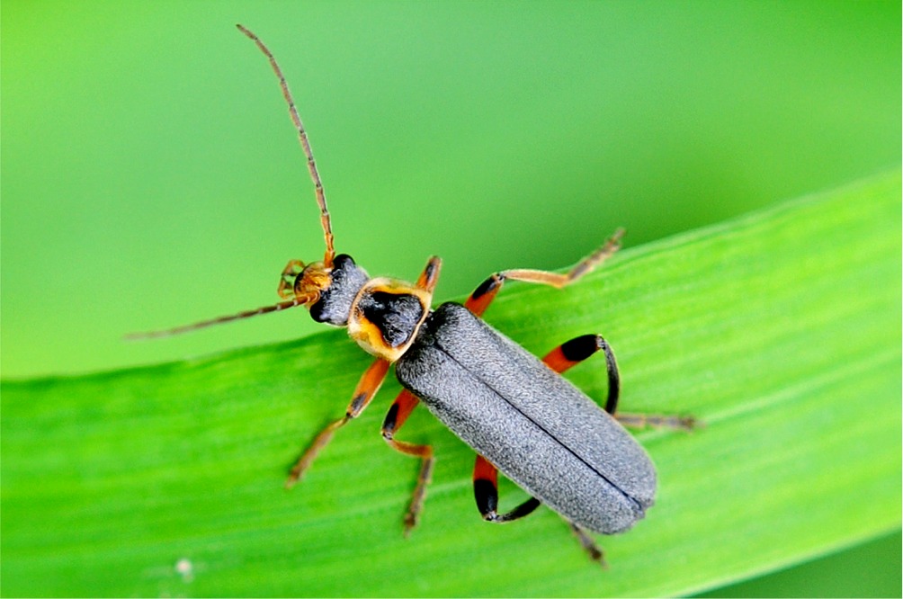 Cantharis nigricans