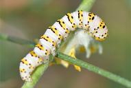 Cucullia lychnitis (Raupe)