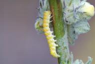 Cucullia lychnitis (Raupe)