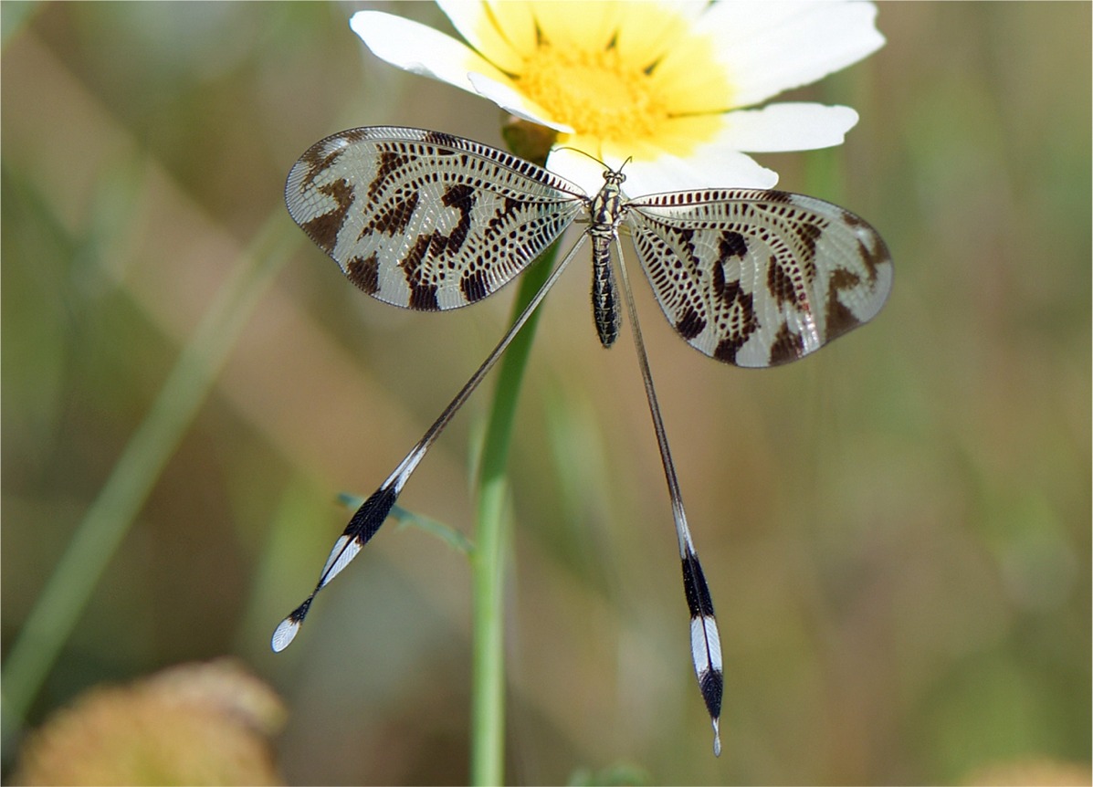 Nemoptera coa