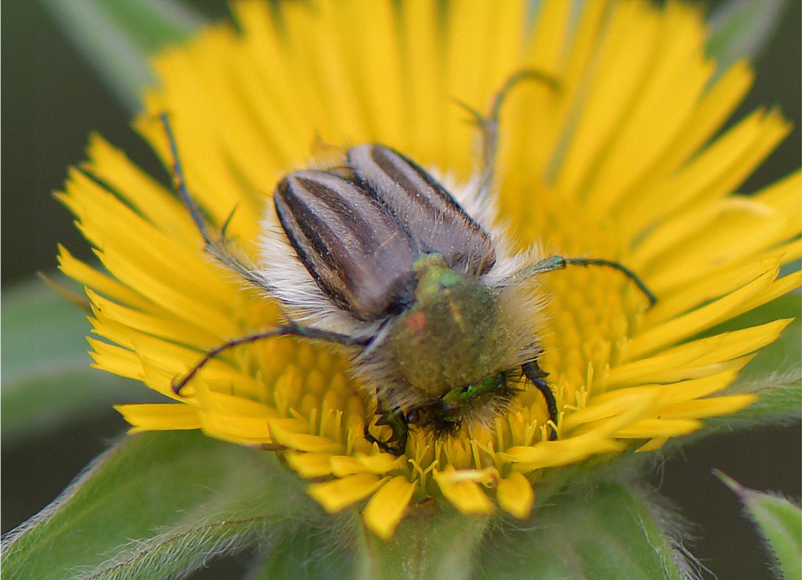 Eulasia pareyssei