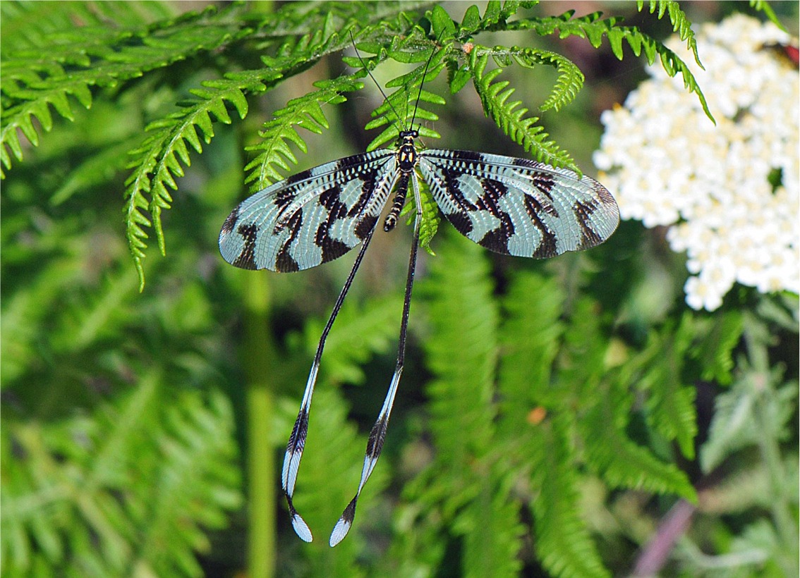 Nemoptera sinuata