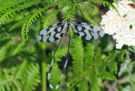 Nemoptera sinuata