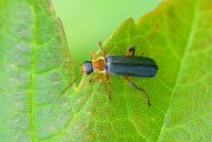 Cantharis nigricans