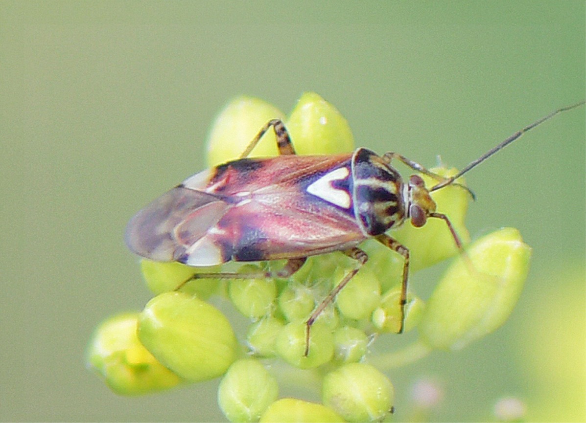 Lygus pratensis(♂)