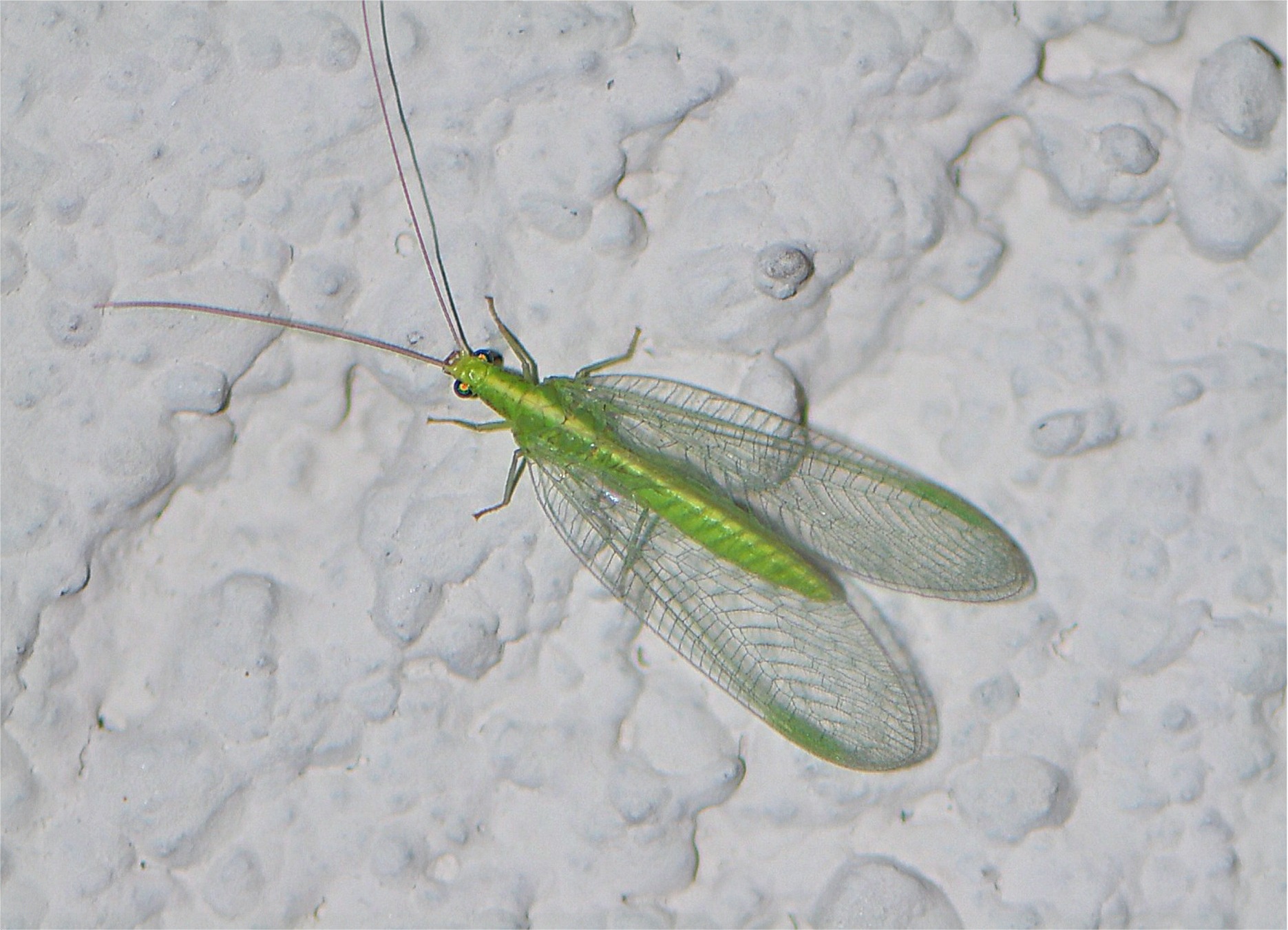 Chrysoperla carnea s. l.